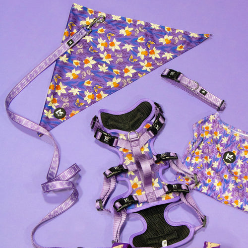 Pawtable Paws Everyday Training Harness Set
